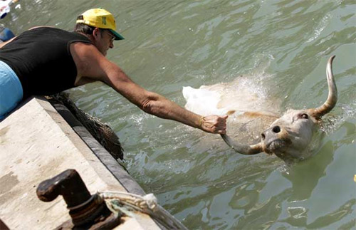 Bulls in Denia makes grown men jump in the water