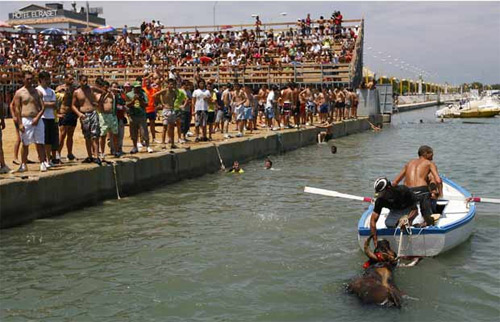 Bulls in Denia makes grown men jump in the water