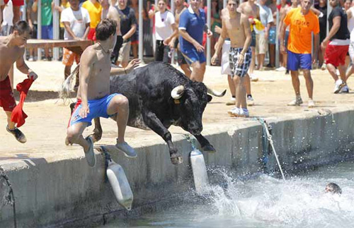 Bulls in Denia makes grown men jump in the water