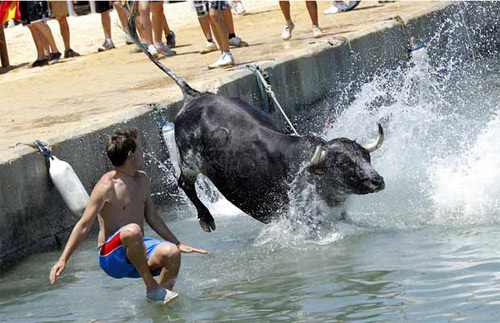 Bulls in Denia makes grown men jump in the water