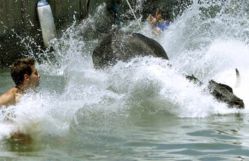 Bulls in Denia makes grown men jump in the water