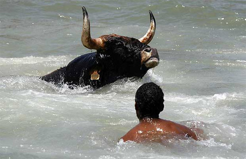 Bulls in Denia makes grown men jump in the water