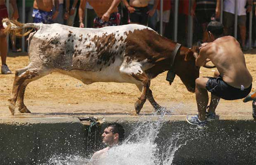 Bulls in Denia makes grown men jump in the water