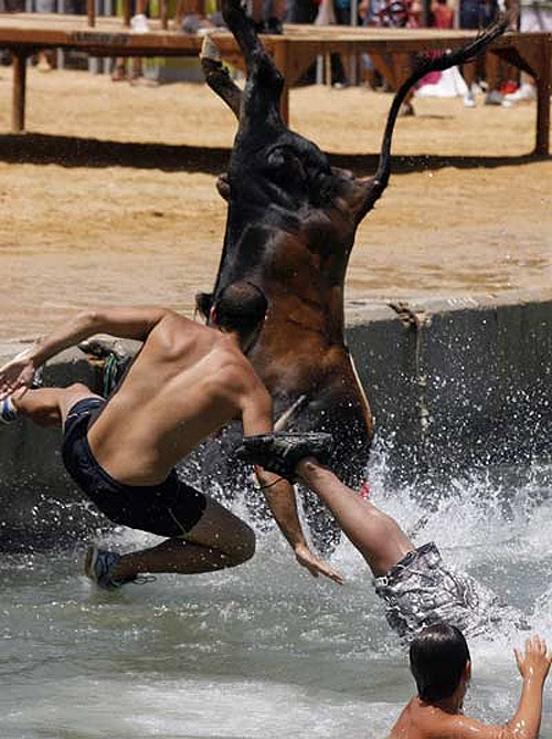 Bulls in Denia makes grown men jump in the water
