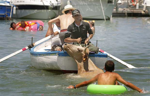 Bulls in Denia makes grown men jump in the water