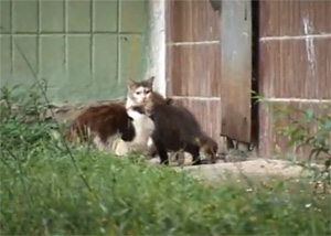 Crazy rat attacked the cats - video