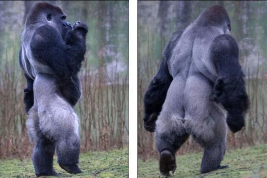 Ambam the Gorilla Walks Like A Man