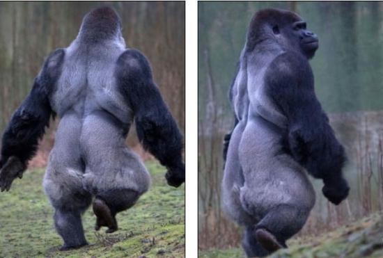 Ambam the Gorilla Walks Like A Man