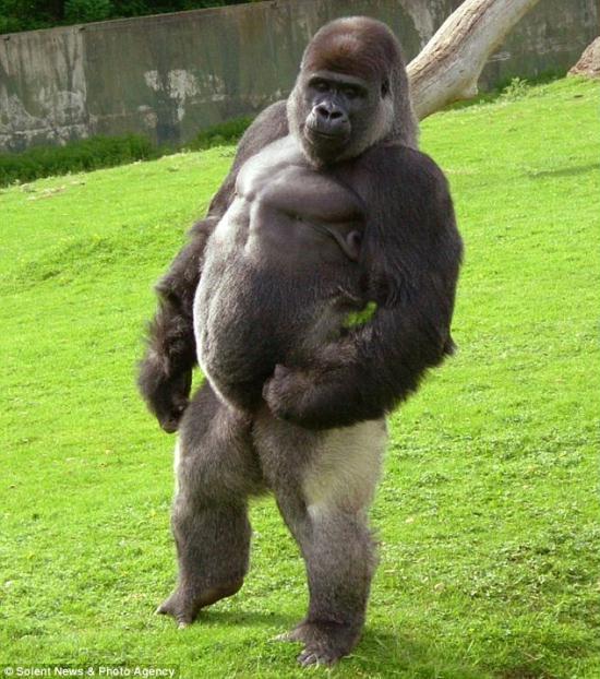 Ambam the Gorilla Walks Like A Man