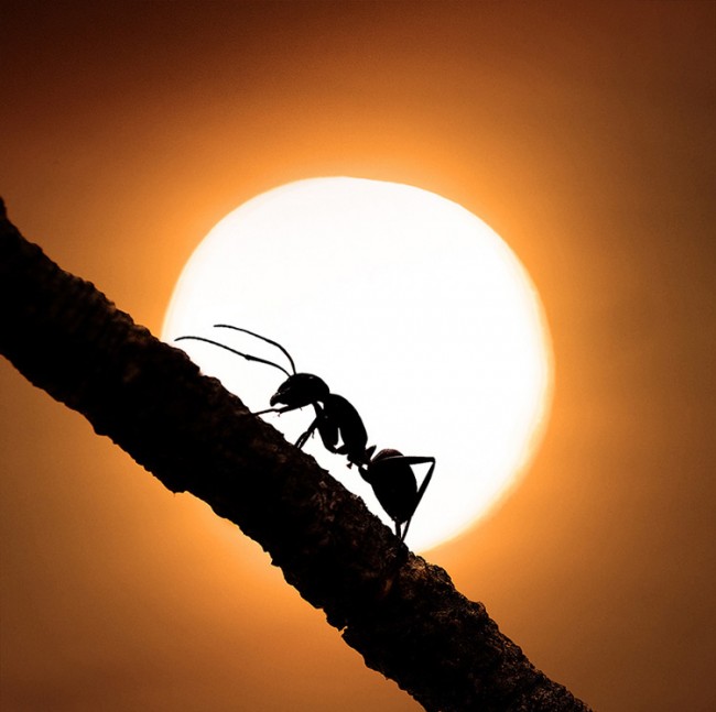 Stunning close-ups of Insects - Ant on Sun