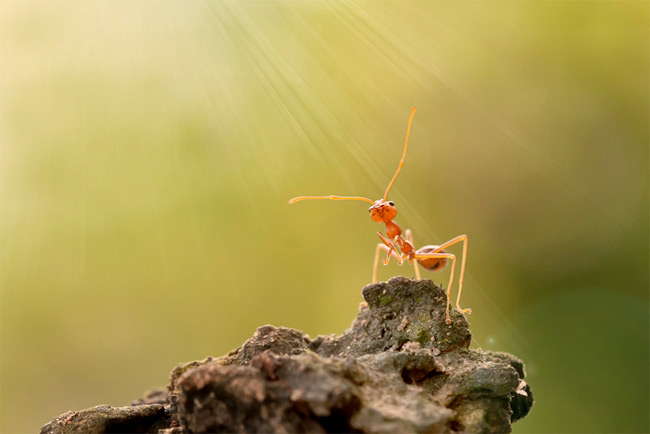 Stunning close-ups of Insects