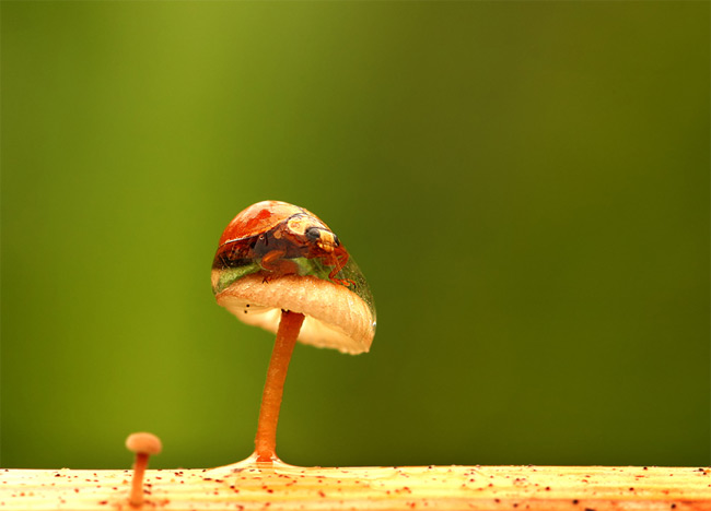 Stunning close-ups of Insects