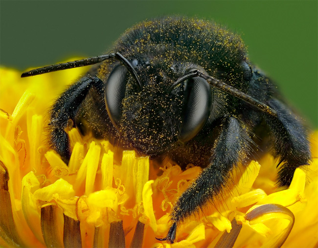 Stunning close-ups of Insects