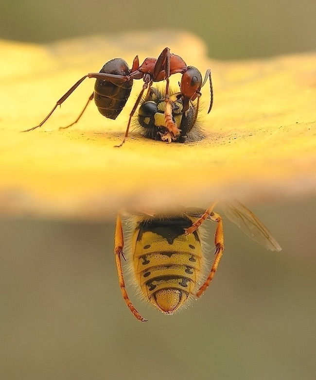 Stunning close-ups of Insects