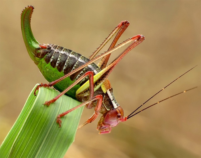 Stunning close-ups of Insects