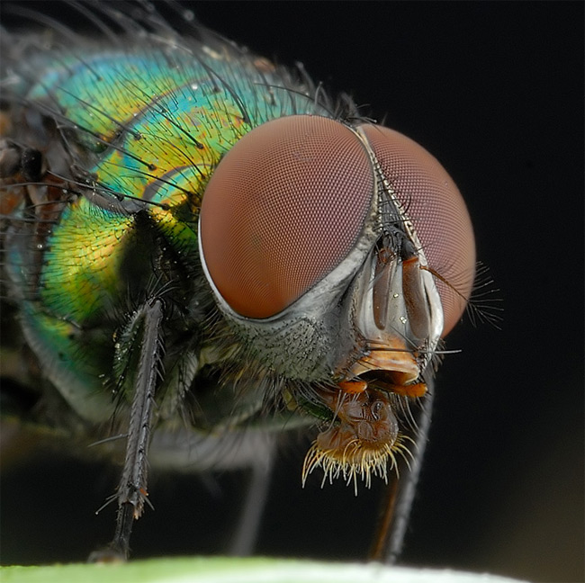 Stunning close-ups of Insects