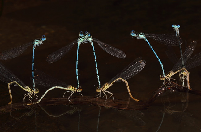 Stunning close-ups of Insects