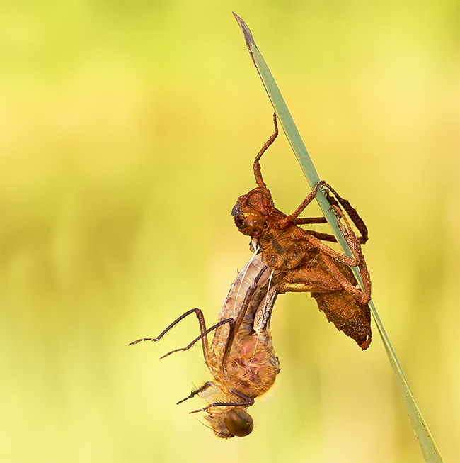 Stunning close-ups of Insects