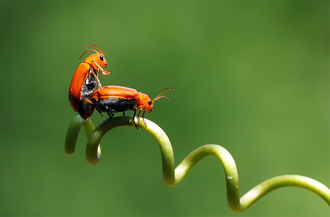 Stunning close-ups of Insects