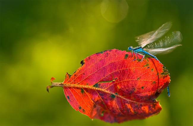 Stunning close-ups of Insects