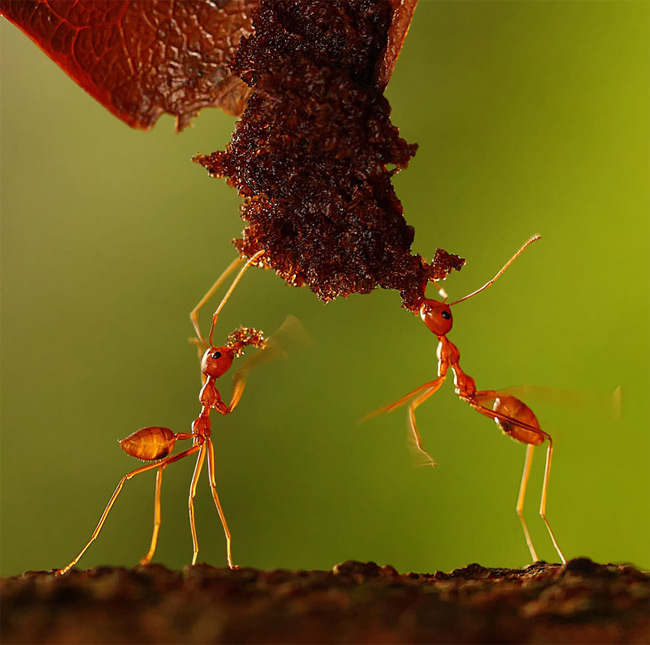 Stunning close-ups of Insects