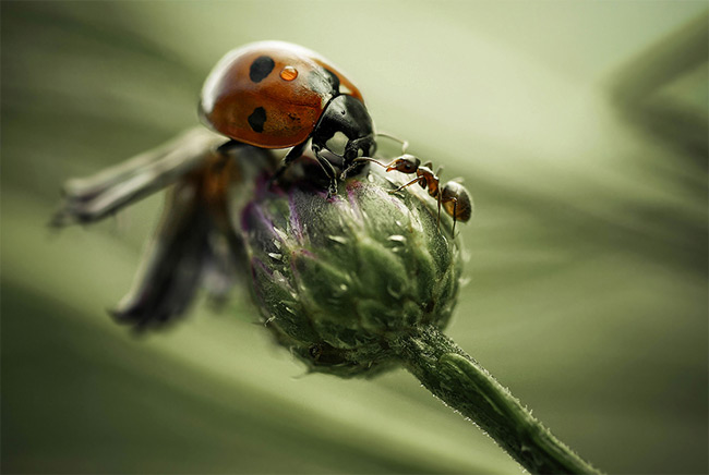 Stunning close-ups of Insects