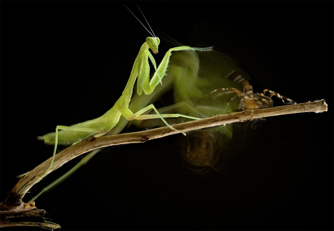 Stunning close-ups of Insects