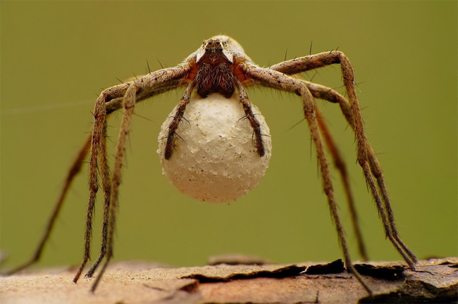 Stunning close-ups of Insects