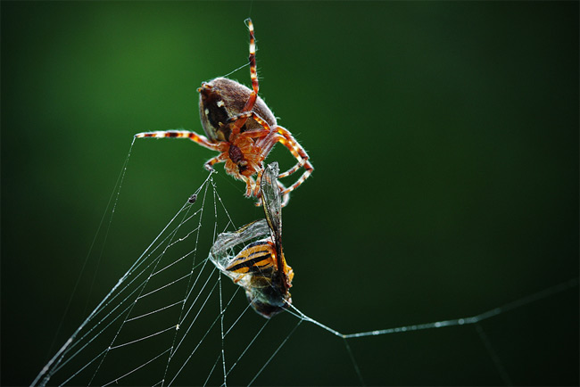 Stunning close-ups of Insects