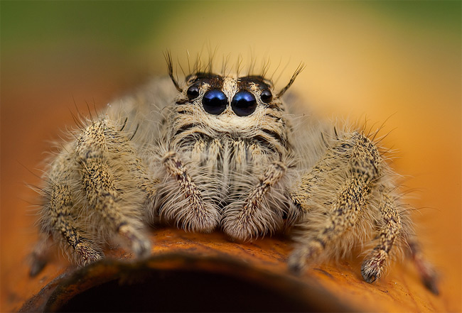 Stunning close-ups of Insects