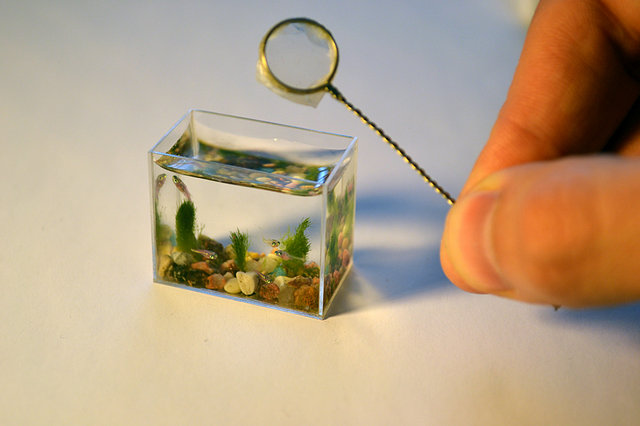  Worlds Smallest Aquarium With Fish