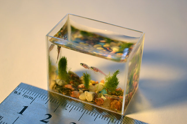  Worlds Smallest Aquarium With Fish