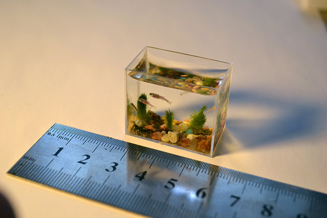  Worlds Smallest Aquarium With Fish