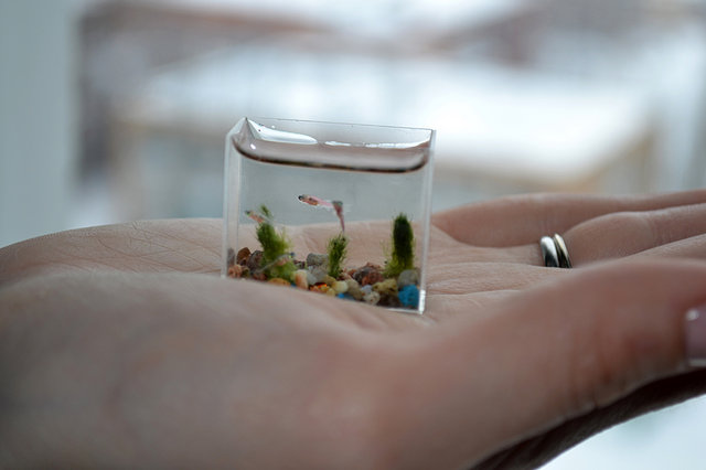  Worlds Smallest Aquarium With Fish