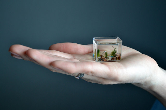  Worlds Smallest Aquarium With Fish