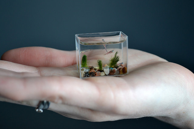  Worlds Smallest Aquarium With Fish