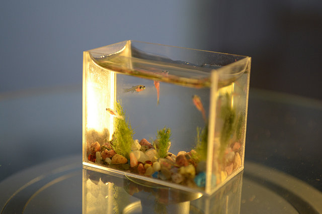  Worlds Smallest Aquarium With Fish