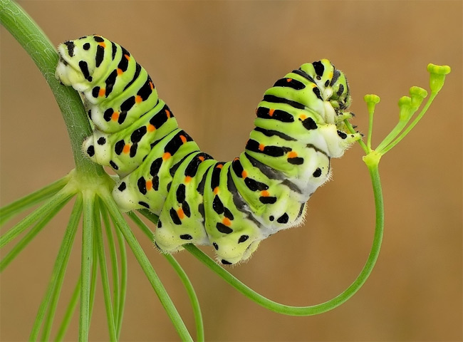 Stunning close-ups of Insects