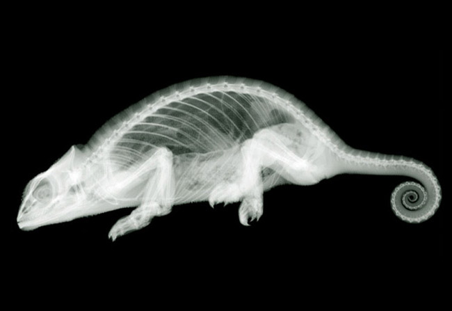 chameleon x ray X Ray Photography   Look Beyond The Surface