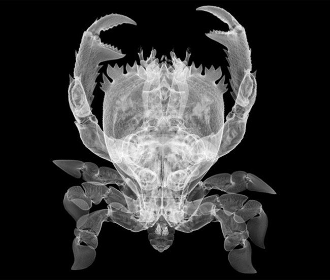 crab x ray photo X Ray Photography   Look Beyond The Surface