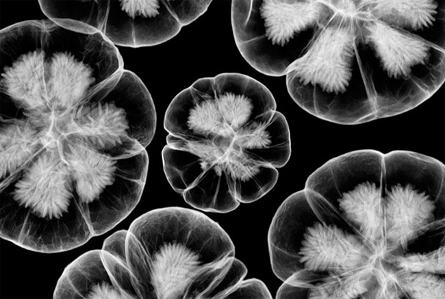 flowers x ray photos X Ray Photography   Look Beyond The Surface