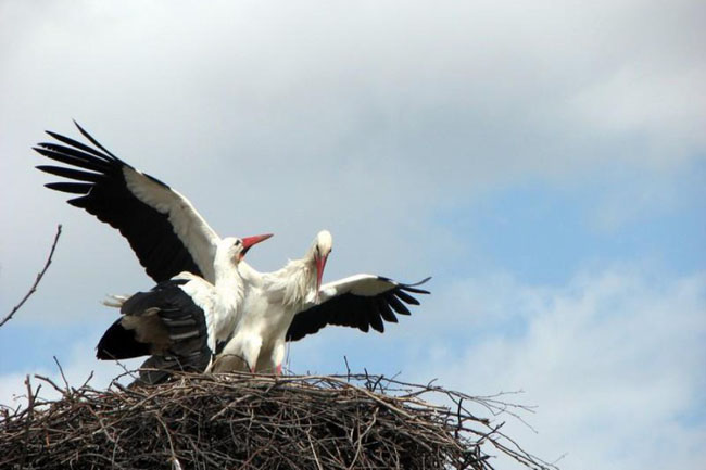 The Incredible Love Story Of Two Storks Malena And Klepetan