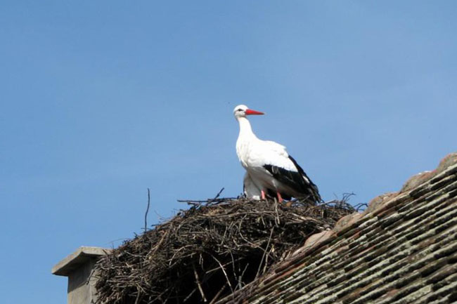 The Incredible Love Story Of Two Storks Malena And Klepetan