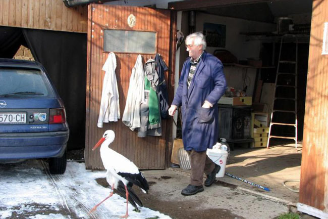 The Incredible Love Story Of Two Storks Malena And Klepetan