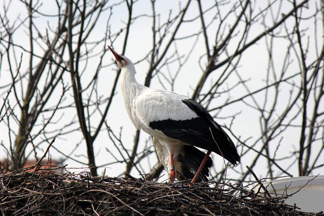 The Incredible Love Story Of Two Storks Malena And Klepetan