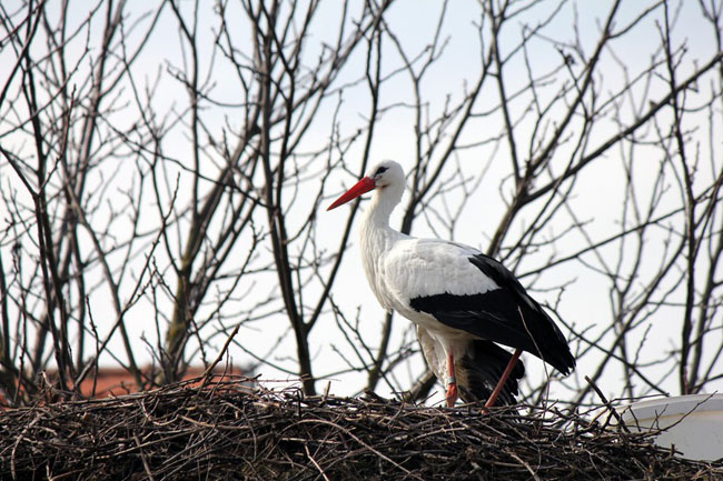 The Incredible Love Story Of Two Storks Malena And Klepetan