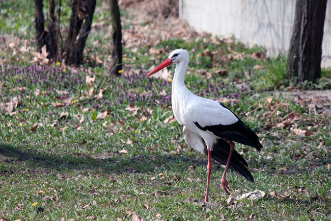 The Incredible Love Story Of Two Storks Malena And Klepetan