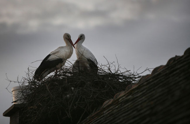 The Incredible Love Story Of Two Storks Malena And Klepetan