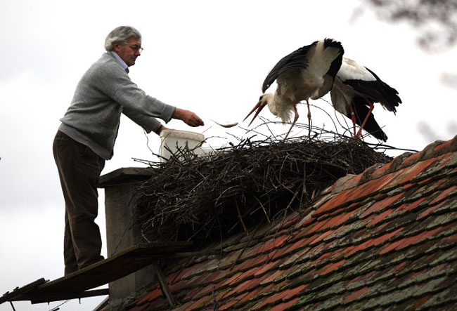 The Incredible Love Story Of Two Storks Malena And Klepetan