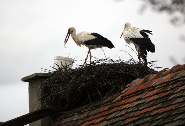 The Incredible Love Story Of Two Storks Malena And Klepetan